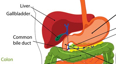 Image of Gallbladder to talk about how to support the gallbladder 