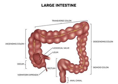 Healing Digestive Problems