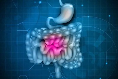 How the Small Intestine Helps with Digestion