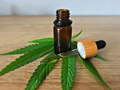 CBD Oil placed on a CBD Oil plant. 