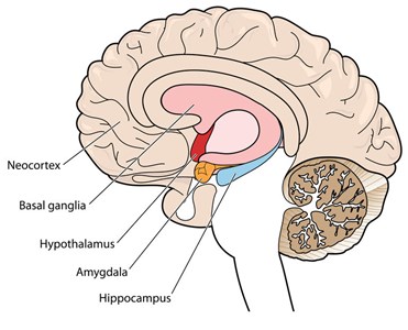 Kristine explains the relationship between the Hypothalamus and weight loss resistance.